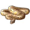 Ball Python: Butter